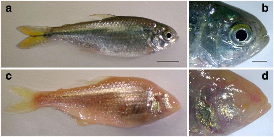  Surface fish (a, b) and cave fish (c, d) differ in many morphological traits, the most prominent being the loss of pigmentation and the loss of eyes in the cave forms. (Image reused with the kind permission from Copyright Clearance Center: Nature Communications.  The cavefish genome reveals candidate genes for eye loss . Suzanne E. McGaugh, Joshua B. Gross, Bronwen Aken, Maryline Blin, Richard Borowsky et al.,© Springer Nature 2014)  