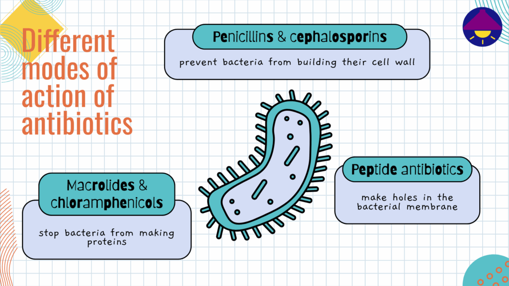 Different modes of action of antibiotics. Penicillins and cephalosporins prevent bacteria from building their cell wall. Macrolides and chloramphenicols stop bacteria from making proteins. Peptide antibiotics make holes in the bacterial membrane.